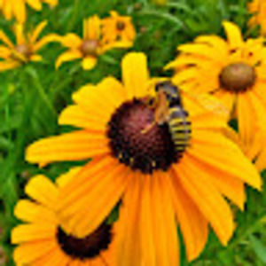 Meet your Posher, Eva